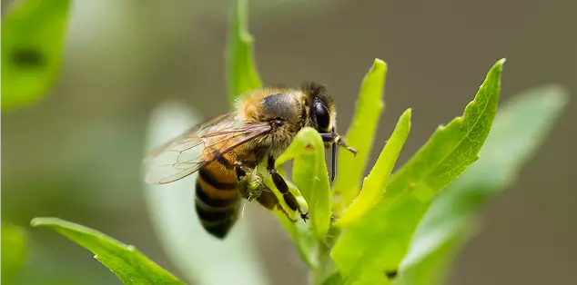 Abelha